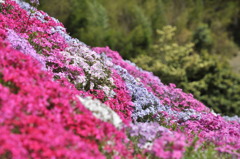 芝桜　１