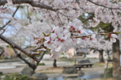 鴨島公園と桜　１