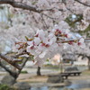 鴨島公園と桜　１