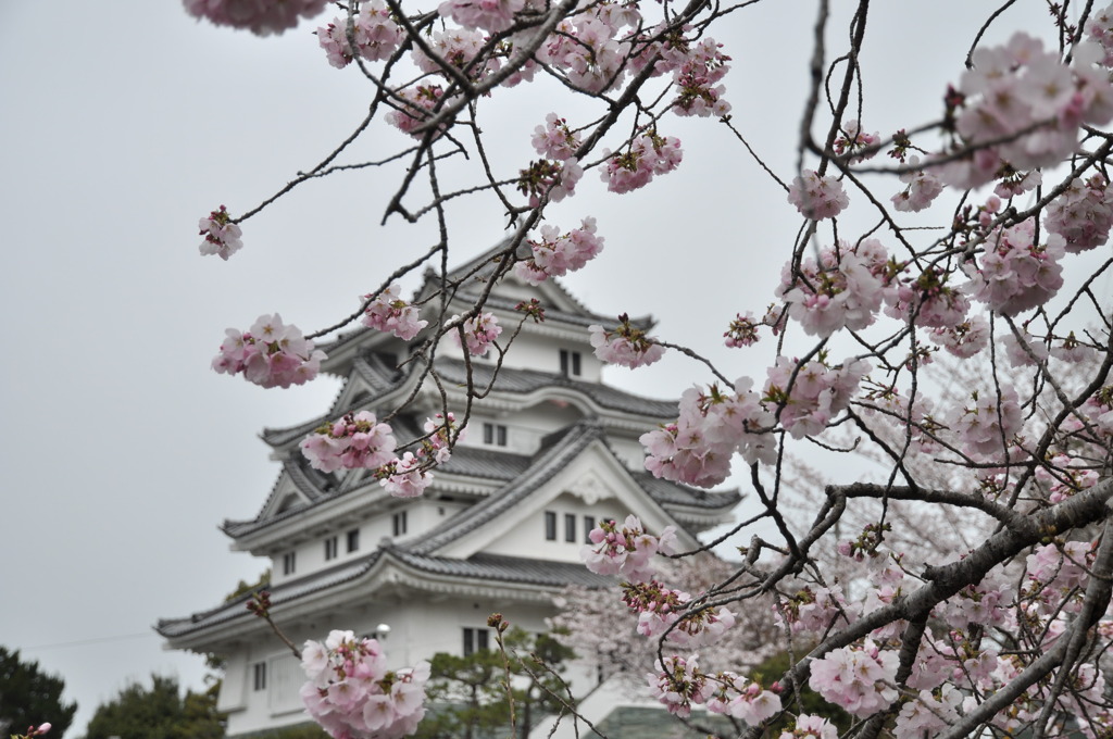 川島城と桜