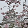 川島城と桜