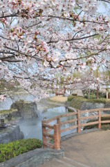 鴨島公園と桜　２