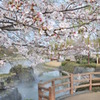 鴨島公園と桜　２
