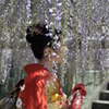 藤祭り　１