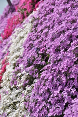 芝桜　２