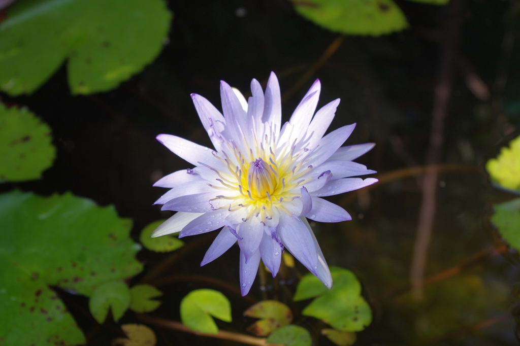 水面を飾る一輪の花
