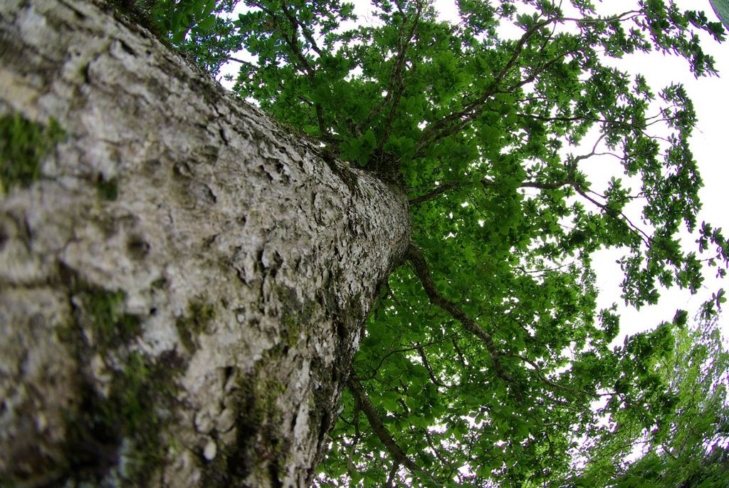 IMGP6367_Resize