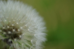 IMGP8468_R