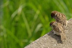 IMG56648_Resize