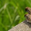 IMG56648_Resize