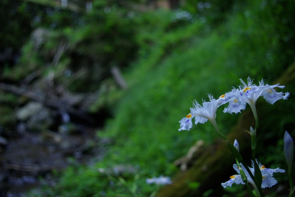 IMGP4237_Resize