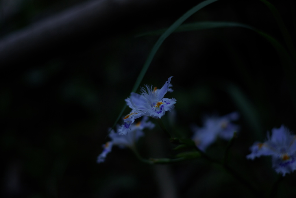 IMGP4298