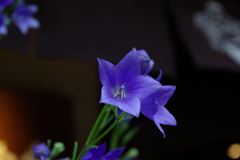 IMGP6887_Resize
