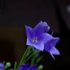 IMGP6887_Resize