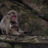 __IGP0288_Resize