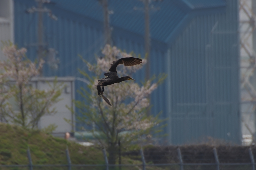 K5IM9283_Resize