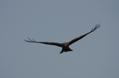 K5IM0022_Resize
