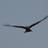 K5IM0022_Resize