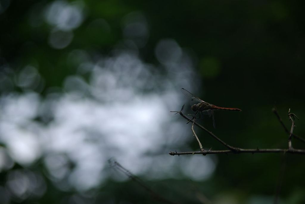 IMGP2813_Resize