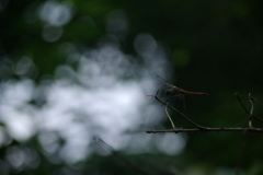 IMGP2813_Resize