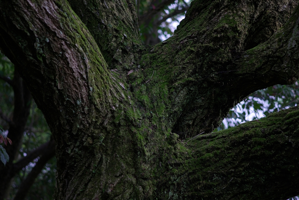 IMGP8256_Resize