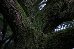 IMGP8256_Resize