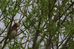 13501_Resize