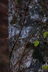 K5IM3085_Resize