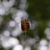 K5IM3427t_Resize
