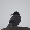 K5IM9264_Resize