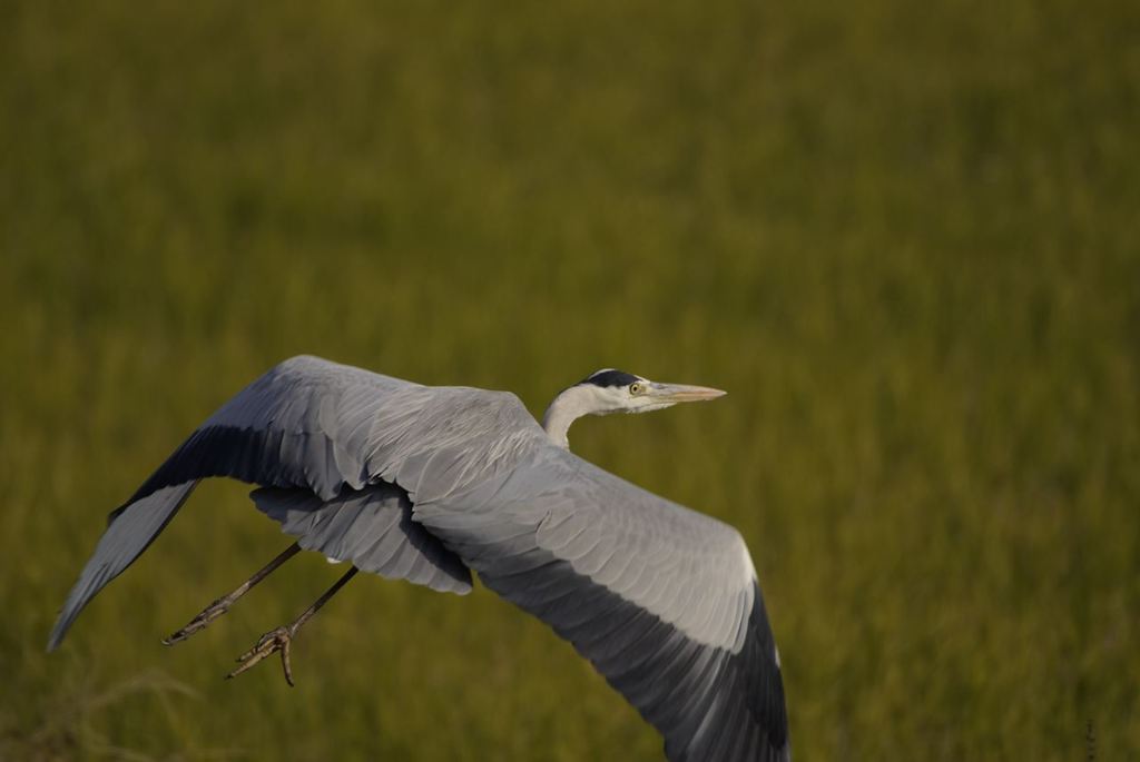 __IGP6806_Resize