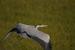 __IGP6806_Resize