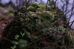 IMGP8257_Resize