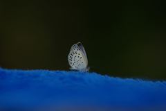 IMGP2986_Resize