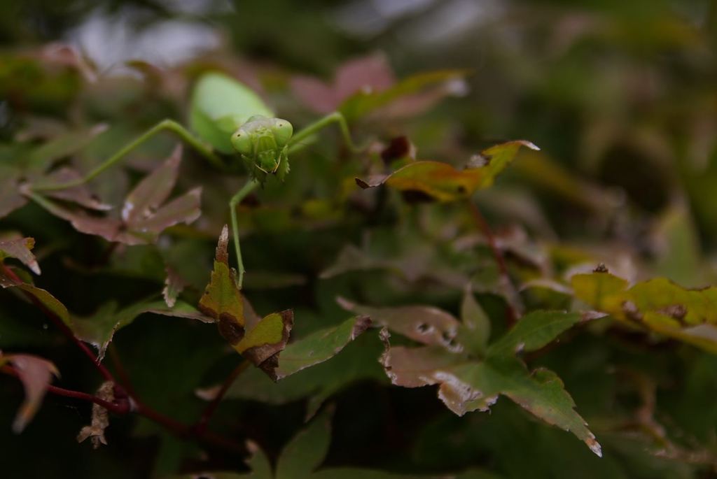 __IGP3172_Resize