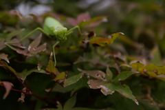 __IGP3172_Resize