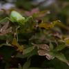 __IGP3172_Resize