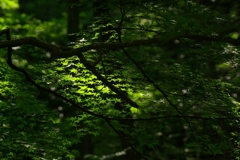 IMGP1474_Resize