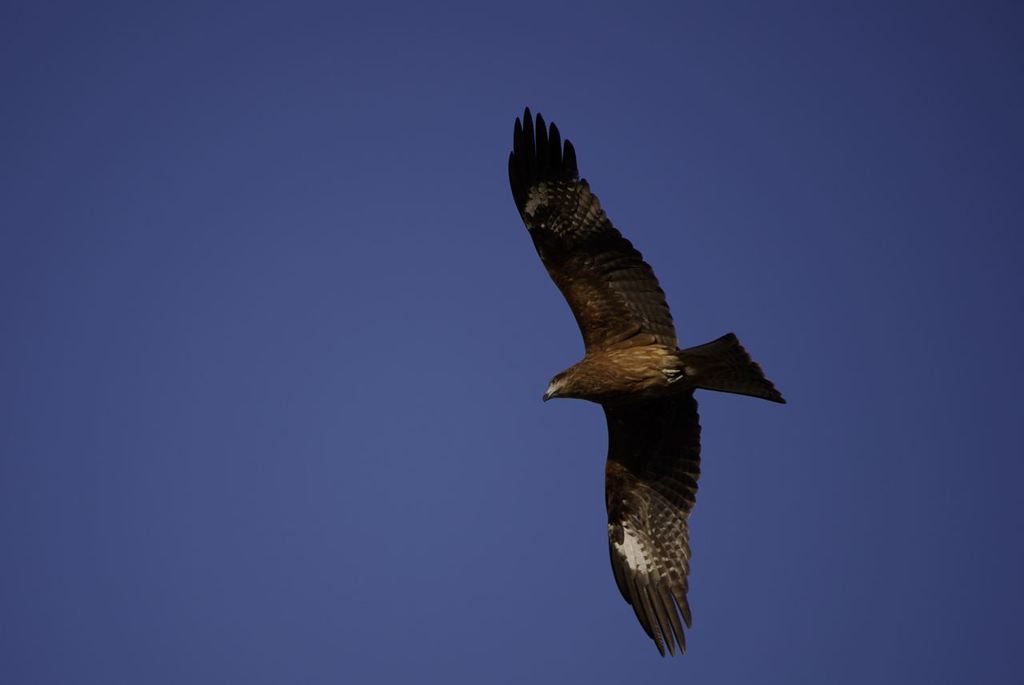__IGP6321_Resize
