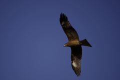 __IGP6321_Resize
