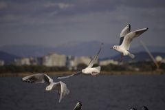 __IGP6287_Resize