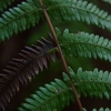 シダ