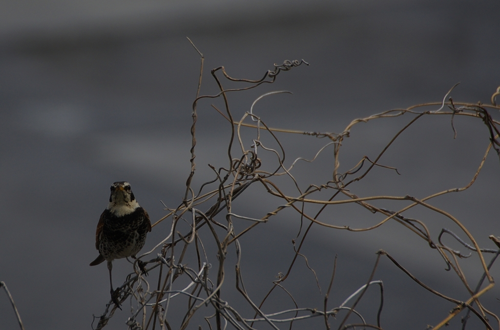 K5IM9395_Resize