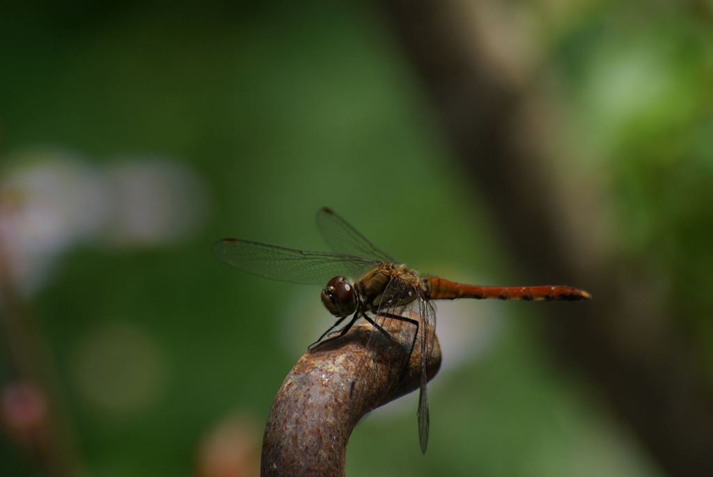 IMGP7088_Resize