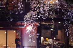 京都　祇園白川桜2013　その３