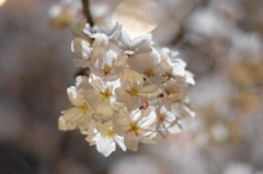 京都　祇園白川桜2013　その９