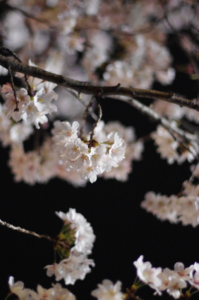 京都　祇園白川桜2013　その５