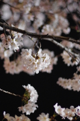 京都　祇園白川桜2013　その５