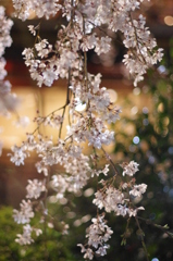 京都　祇園白川桜2013　その11