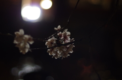 京都　祇園白川桜2013　その７